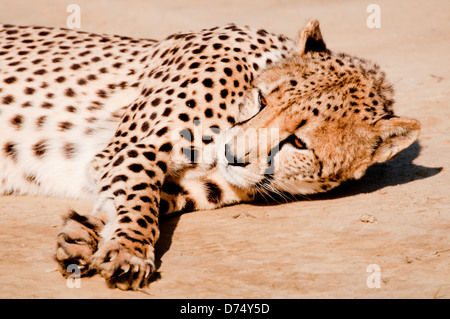 Cheetah sdraiati al sole. Foto Stock