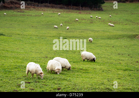 Gregge di pecore al pascolo Foto Stock