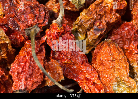 Essiccato Bhut Jolokia (aka Naga Jolokia peperoncino). Foto Stock