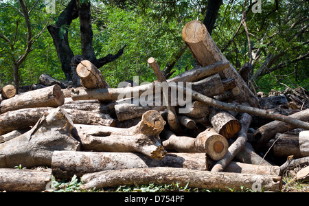Legno secco da giungla per carbone Foto Stock