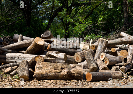 Legno secco da giungla per carbone Foto Stock