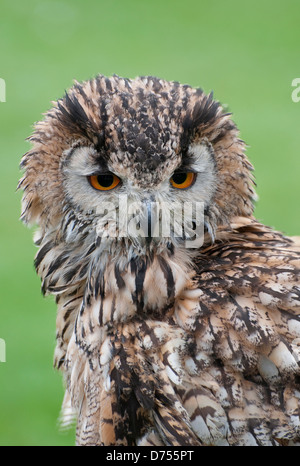 Il Bengala gufo reale Foto Stock