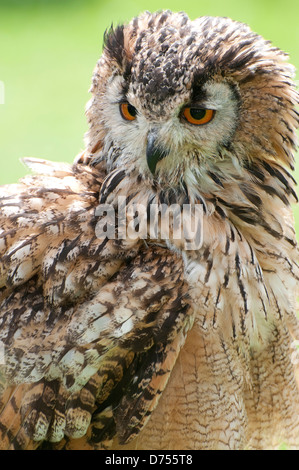 Il Bengala gufo reale Foto Stock