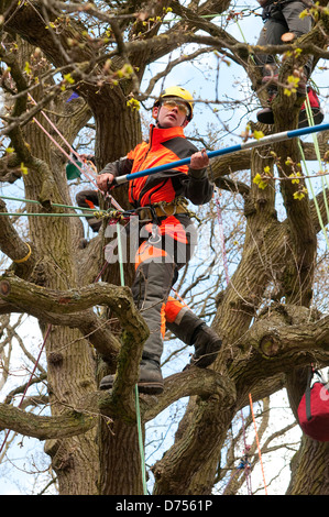 Albero maschio chirurgo lavora nel bosco, Norfolk, Inghilterra Foto Stock