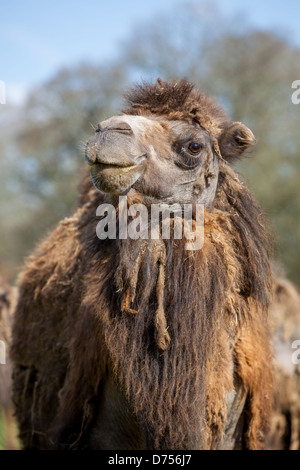Un maestoso cammello battriano (Camelus bactrianus), che mostra la sua iconica doppia gobba e la pelliccia spessa. Originario dell'Asia centrale. Foto Stock