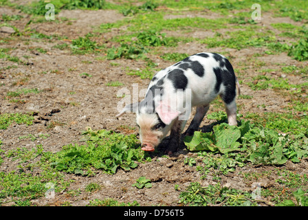 Avvistato baby pig di mangiare in un fango e campo di erba Foto Stock