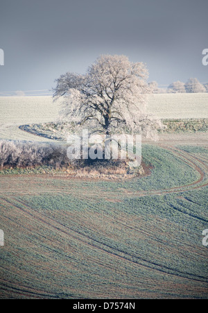 Trasformata per forte gradiente frost paesaggio, Hertfordshire, Regno Unito, rurale scena, basso sole invernale Foto Stock