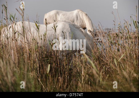 Due cavalli in Camargue rilassante nel terreno paludoso/acque. Foto Stock