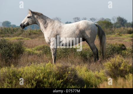 Profilo laterale del cavallo bianco in Camargue in piedi la heather e arbusti Foto Stock