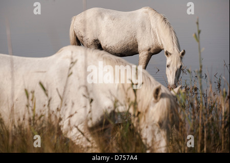 Due cavalli in Camargue rilassante nel terreno paludoso/acque. Foto Stock