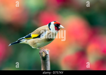 Cardellino visitando il giardino per un feed Foto Stock