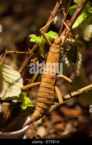 Legno malese Nymph Stick insetto Foto Stock