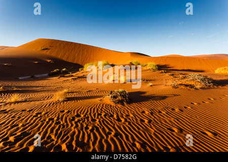 Motivi ondulati e pennello sparso sulle dune arancioni del deserto della Namibia Foto Stock