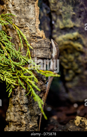 Una Carolina Anoles (Anolis carolinensis) arroccata su un ramo d'albero. Queste agili lucertole che abitano gli alberi sono originarie del sud-est degli Stati Uniti. Foto Stock