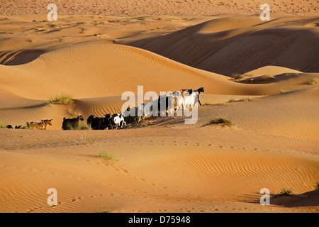 Bedu (Beduino) caprini a Wahiba Sands (Sharqiya Sands), Oman Foto Stock