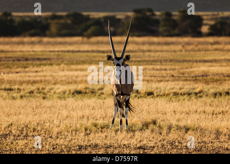 La fotocamera del gemsbok Oryx è rivolta verso il deserto della Namibia Foto Stock