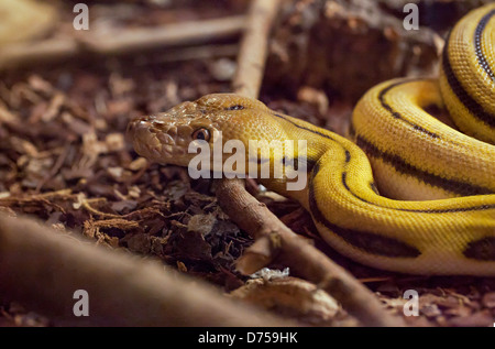 Il nano Super Tiger reticolato Python (Malayopython reticulatus) mostra le sue impressionanti scaglie gialle, dorate e nere. Foto Stock