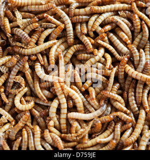 Mealworms (Tenebrio molitor) Foto Stock