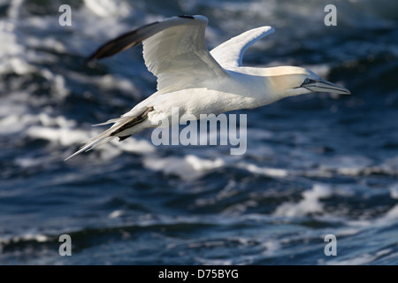 Northern Gannet (Morus bassanus), d'inverno il piumaggio, in volo sopra le acque dell'Oceano Atlantico Foto Stock