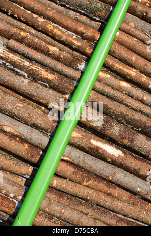 Tronchi di abete rosso ( picea abies , abete ) , Finlandia Foto Stock