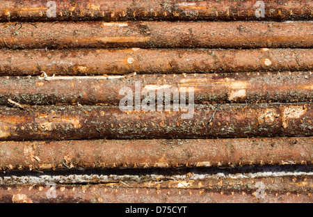 Abete rosso ( Picea abies ) logs Foto Stock