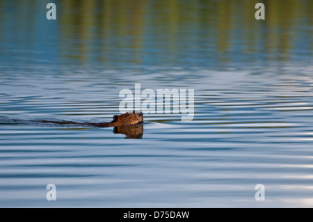 American beaver nuotare in un lago, STATI UNITI D'AMERICA Foto Stock