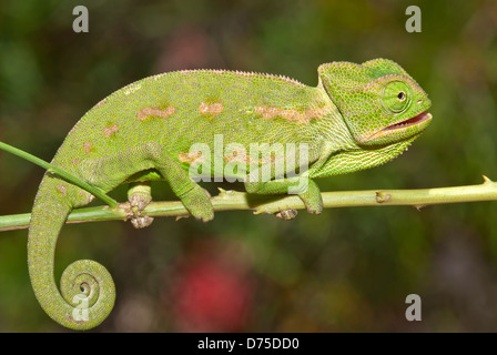 Chameleon sul ramo Foto Stock