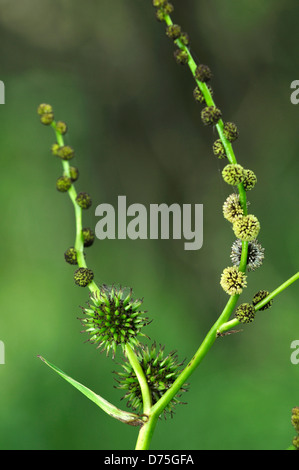 Ramificato bur-reed sparganium erectum Foto Stock