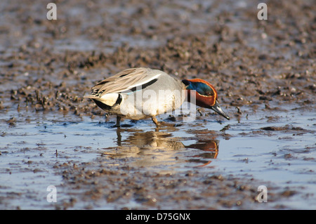 Un drake teal anatre Foto Stock