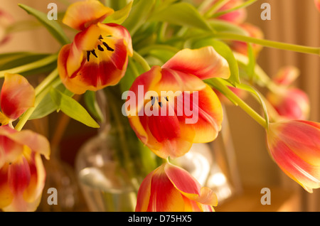 I tulipani presi nella luce naturale utilizzando una messa a fuoco selettiva Foto Stock