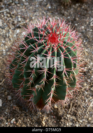 Lime messicano Cactus, messicano Fire canna, Viznaga de Lima, Ferocactus pilosus, Cactaceae. A nord est del Messico. Foto Stock