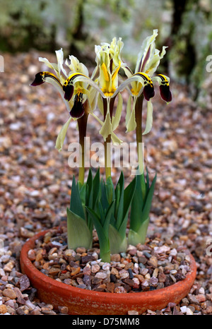 Juno, Iris Iris nicholai, Iridaceae. La Russia. Foto Stock