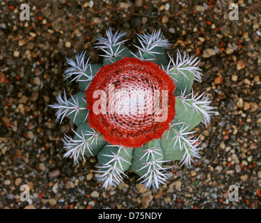 Melon Cactus, Melocactus zehntneri, Cactaceae. A nord est del Brasile e Sud America. Foto Stock