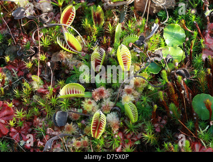 Venus Flytrap, Dionaea muscipula, Droseraceae. North Carolina, USA, America del Nord. Una pianta carnivora. Foto Stock