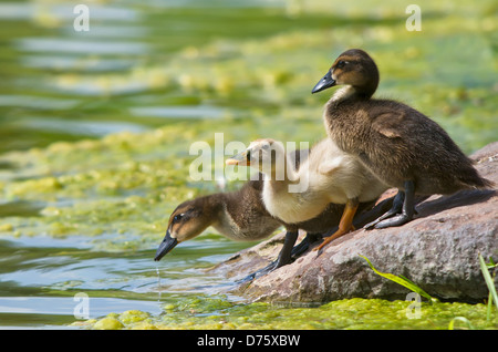 Carino anatroccoli bere dal lago Foto Stock