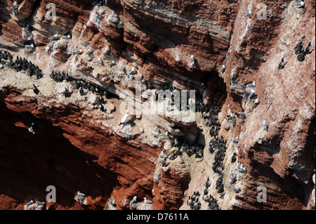 Guillemots comune meditabondo in una scarpata pendenza Foto Stock