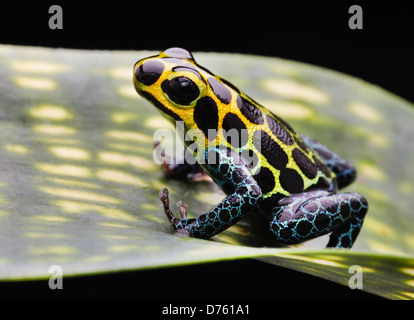 Il Perù la foresta pluviale amazzonica poison dart frog, Ranitomeya imitatore. Piccolo, grazioso anfibi tropicali tenuti come esotica terrario animale da compagnia Foto Stock