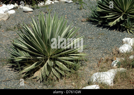 Agave lussureggiante di un giardino soleggiato Foto Stock