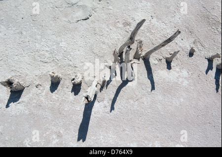 Legno stagionato dal vecchio recinto rimane sulla spiaggia Foto Stock