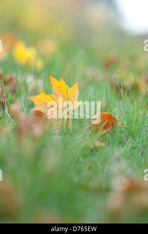 Autumn Leaf sdraiati sull'erba, fotografato dal livello del suolo. Foto Stock