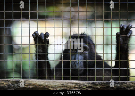 Celebes macaco crestato presso un centro di riabilitazione, Sulawesi, Indonesia. Foto Stock