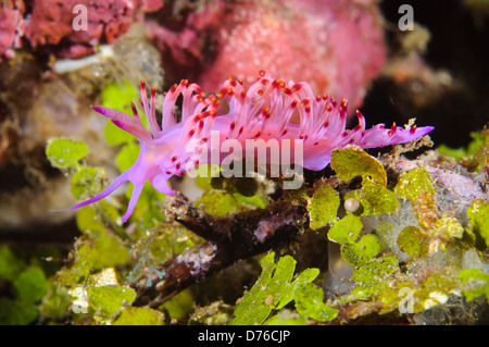 Flabellina nudibranch, Lembeh strait, Sulawesi, Indonesia. Foto Stock