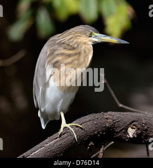 Black-Crowned Night-Heron appollaia Foto Stock