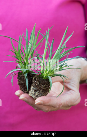 I giardinieri di mano azienda grandi tappi di Dianthus Estate fiori Foto Stock