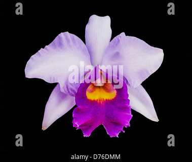 Viola Cattleya isolati su sfondo nero Foto Stock