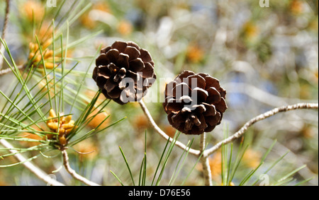 Coni e foglie di pino di Aleppo (Pinus halepensis) Foto Stock