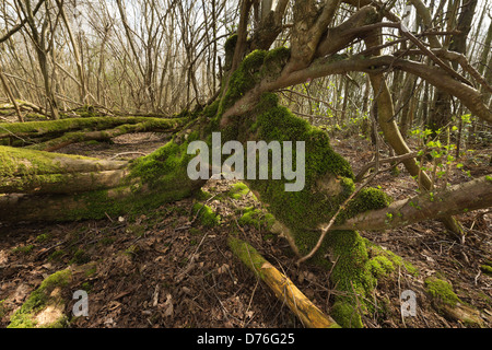 Albero soffiato in uragano del 1987 ha germogliato di nuovo albero verticale la crescita tronchi dal gambo principale ora giace a terra Foto Stock