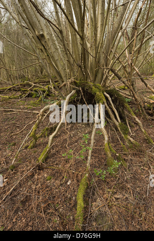 Unico faggio pollarded sollevate e soffiata oltre in uragano del 1987 ma radici radiale arrestata intera struttura di ribaltamento Foto Stock