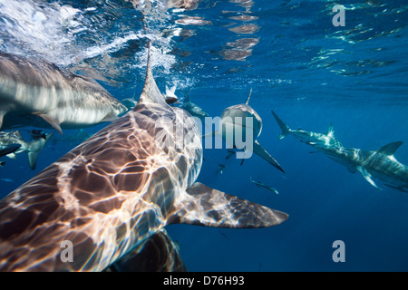 Gli squali Blacktip, Carcharhinus limbatus, Aliwal Shoal, Oceano Indiano, Sud Africa Foto Stock