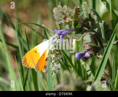 Macro dettagliata di un maschio punta arancione (Anthocharis cardamines) farfalla Foto Stock